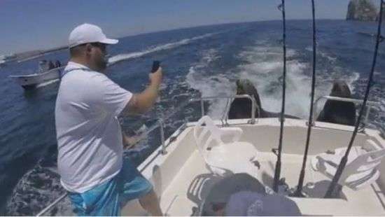 Два тюленя нагло вымогали угощение у рыбаков  - ВИДЕО