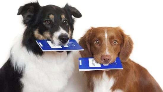 С сегодняшнего дня вывозить животных за границу можно будет по спецдокументам