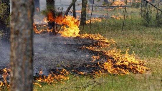 Сегодня в Украине сохранится пятый уровень пожароопасности