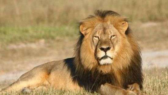 Сбежавших из немецкого зоопарка хищников удалось вернуть в вольеры