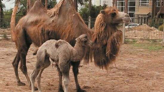 В харьковском зоопарке у Шакиры и Саши родился наследник - ВИДЕО