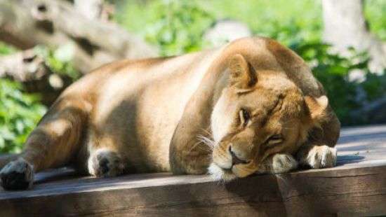Появилось ВИДЕО, как в зоопарке спасают животных от жары