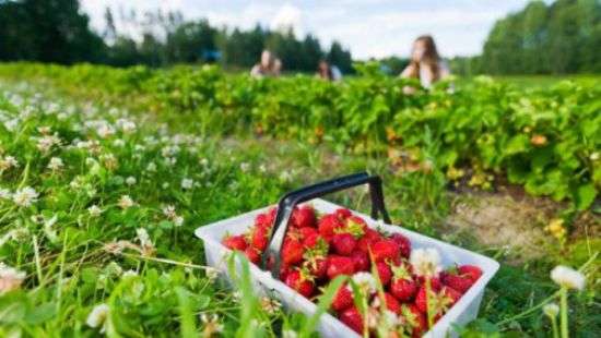 Почти половина урожая польской клубники под угрозой