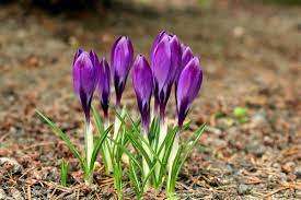 Какие праздники отмечают украинцы 26 марта