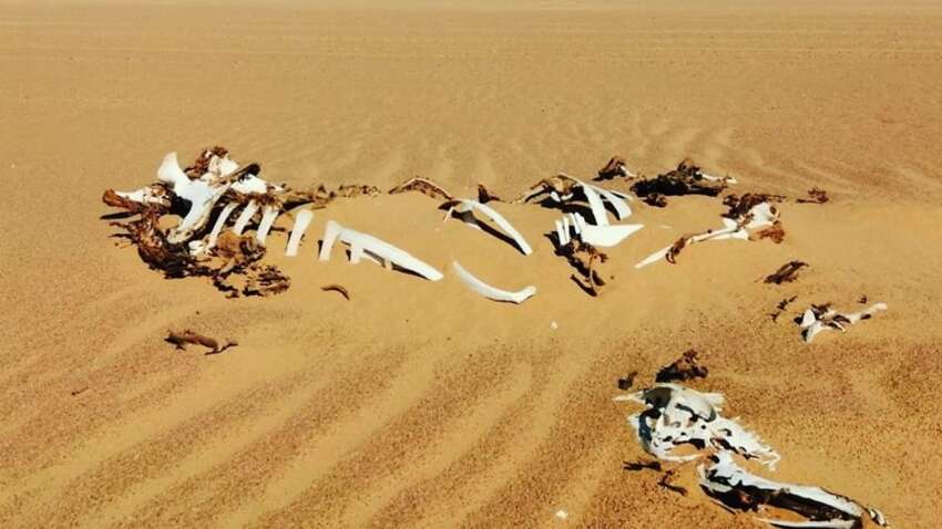 В Африке находится земля, которой не хочет владеть ни одна страна мира: в чем причина