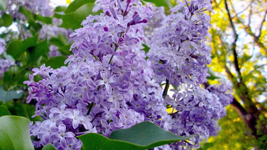 "Чудо або загроза": під Одесою в кінці листопада зацвів бузок