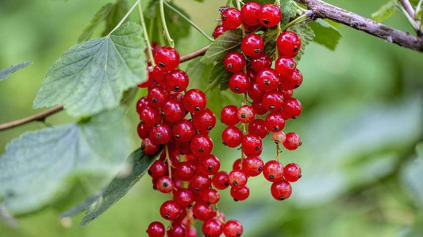 Чем полезна красная смородина и кому нельзя ее есть