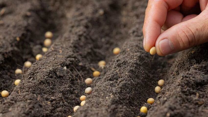 Що потрібно обов’язково посадити у квітні: вражаючий секрет щедрого врожаю