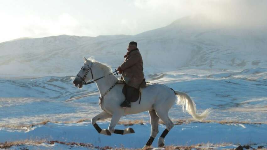 Россия отправила породистых лошадей в КНДР: это плата за помощь в войне против Украины