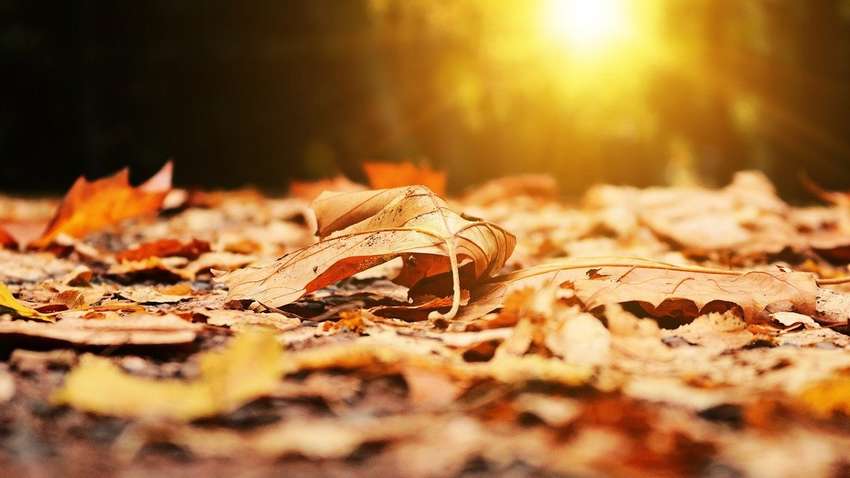 Приятный сюрприз от синоптиков: в конце октября нас снова ждет тепло – названы даты