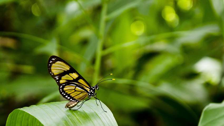 В Чернобыле обнаружили редкую бабочку размером с птицу В Чернобыле обнаружили редкую бабочку размером с птицу