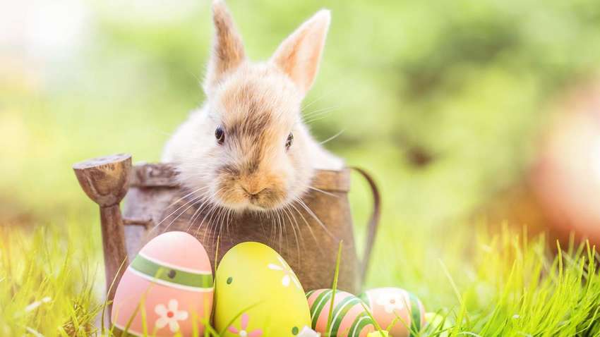 Известно, будут ли в Украине дополнительные выходные на Пасху и майские праздники Известно, будут ли в Украине дополнительные выходные на Пасху и майские праздники