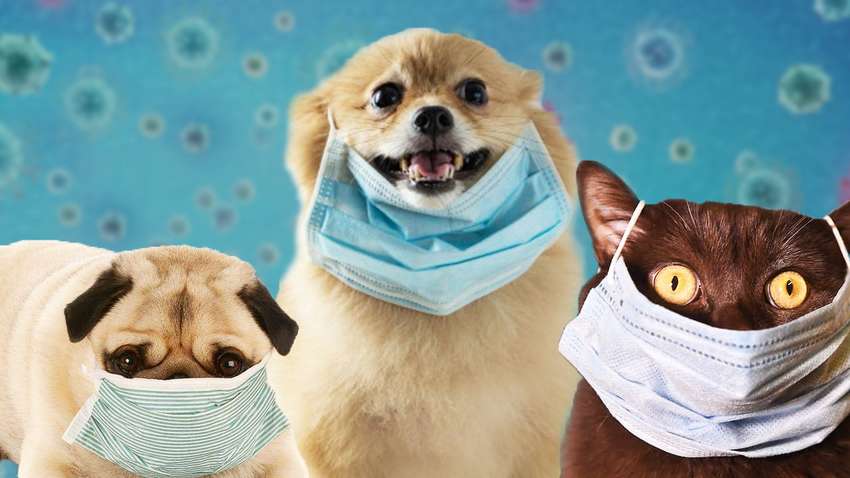 Стало известно, какие животные могут заразиться COVID-19