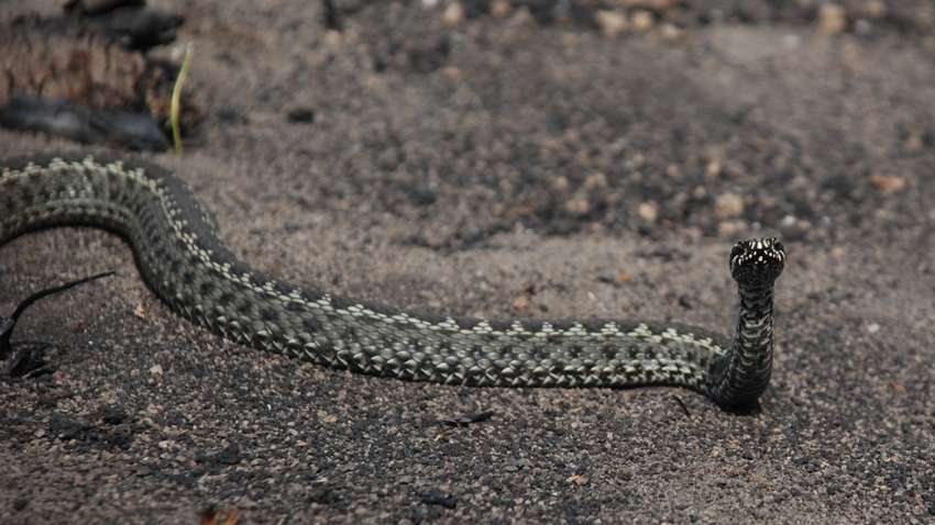 У Рівному мешканці скаржаться на нашестя змій: подробиці (ВІДЕО)