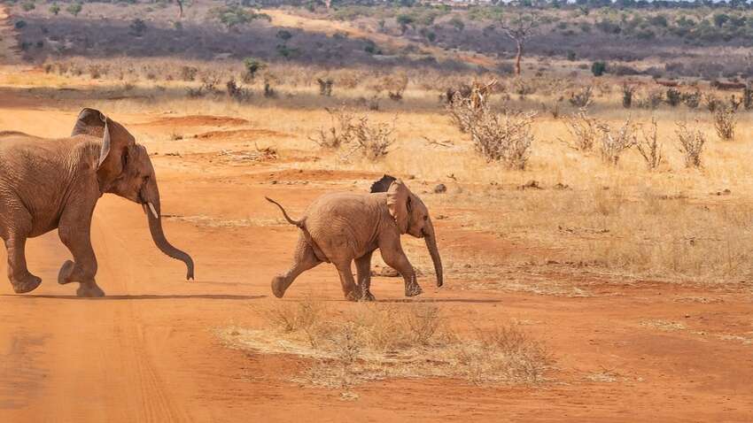 Необычная контрабанда: что планировали незаконно вывезти из Кении