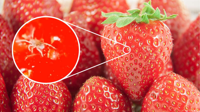 Как выглядит клубника под микроскопом: что мы едим вместе с ягодами (ВИДЕО)