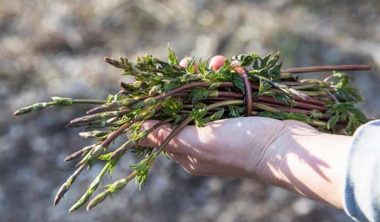 Дорогой кулинарный деликатес, высоко ценимый в Европе: в Украине это обычный сорняк