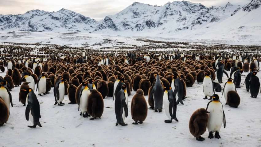 Величезний цвинтар пінгвінів знайшли вчені в Антарктиді: в чому загроза Величезний цвинтар пінгвінів знайшли вчені в Антарктиді: в чому загроза