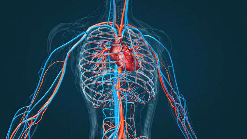 Моторошна симуляція показує, що відбувається з тілом після смерті Моторошна симуляція показує, що відбувається з тілом після смерті
