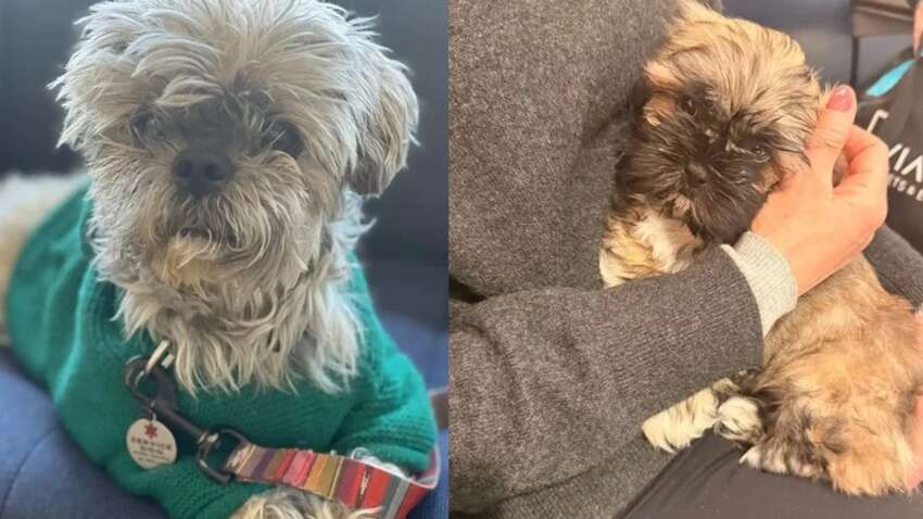 Хотела воскресить собаку за $50 тыс.: американка призналась, почему это была ошибка