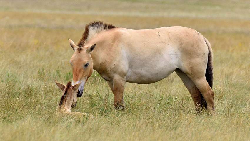 Под Чернобылем от человеческой деятельности погибают лошади Пржевальского: ученые бьют тревогу
