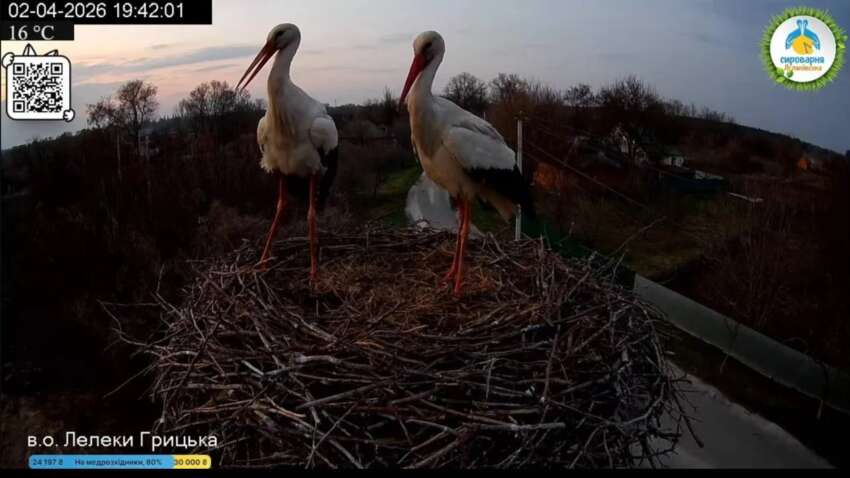 Сенсація у гнізді “зіркових” лелек: у Одарки та Грицька з’явилися "квартиранти"