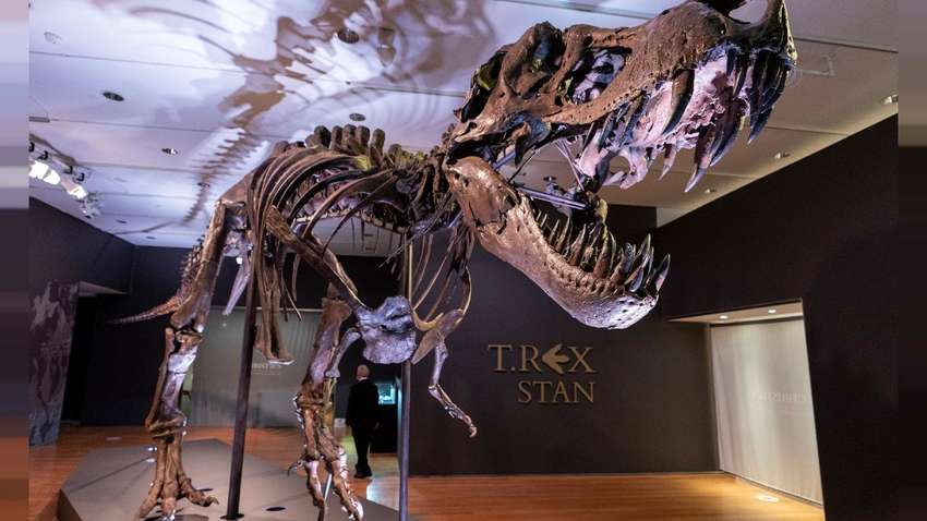 Скелет динозавра, которому 67 млн лет, продали на аукционе за рекордную сумму Скелет динозавра, которому 67 млн лет, продали на аукционе за рекордную сумму