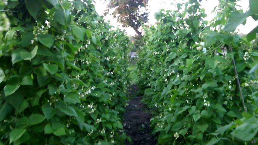 Посієте не в той день — втратите врожай: коли сіяти квасолю у 2026 році, щоб зібрати максимум