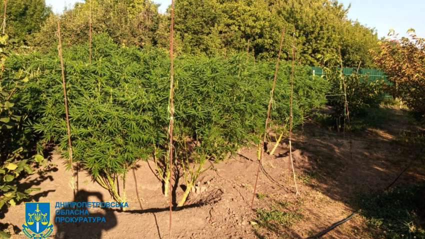 В более чем 25 миллионов гривен оценили урожай каннабиса в Днепропетровской области В более чем 25 миллионов гривен оценили урожай каннабиса в Днепропетровской области