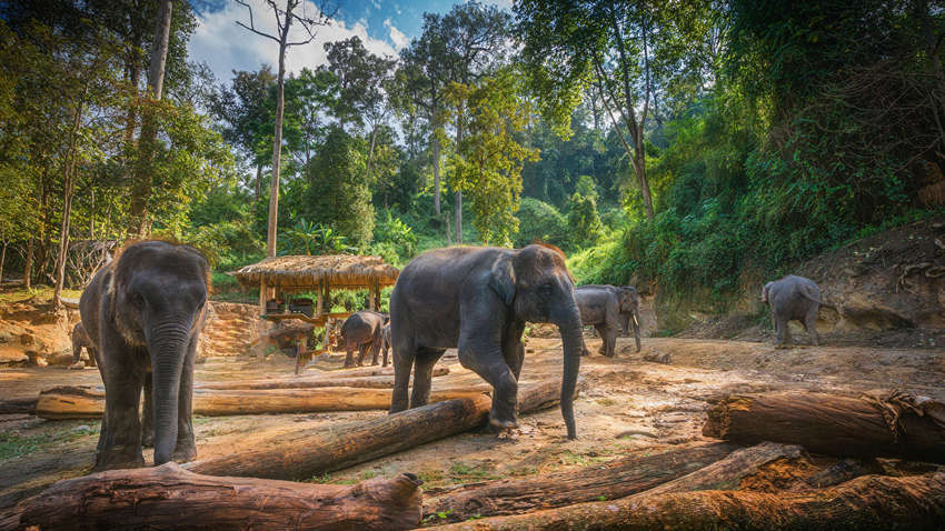 Слоны в Таиланде столкнулись с голодом из-за сокращения туризма