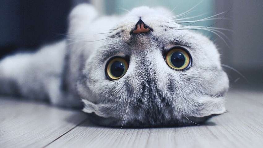 П'ять неймовірних фактів про котів, які вас здивують П'ять неймовірних фактів про котів, які вас здивують