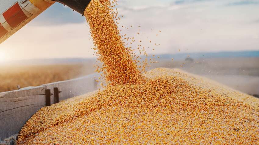 ЗМІ: До незаконної схеми експорту зерна на Житомирщині можуть бути причетні депутатка Костюшко та Бабіч ЗМІ: До незаконної схеми експорту зерна на Житомирщині можуть бути причетні депутатка Костюшко та Бабіч