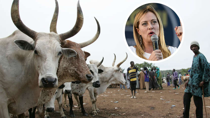 Президенту Уганди довелось вибачитись за те, що його син пропонував 100 корів за лідера Італії Президенту Уганди довелось вибачитись за те, що його син пропонував 100 корів за лідера Італії