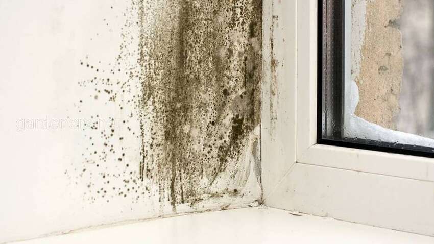 Позбутися цвілі просто: потрібно лише два поширених інгредієнти Позбутися цвілі просто: потрібно лише два поширених інгредієнти