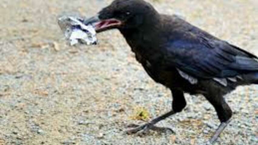 Люди гадят — птицы убирают: в Швеции диких ворон научили чистить города за еду