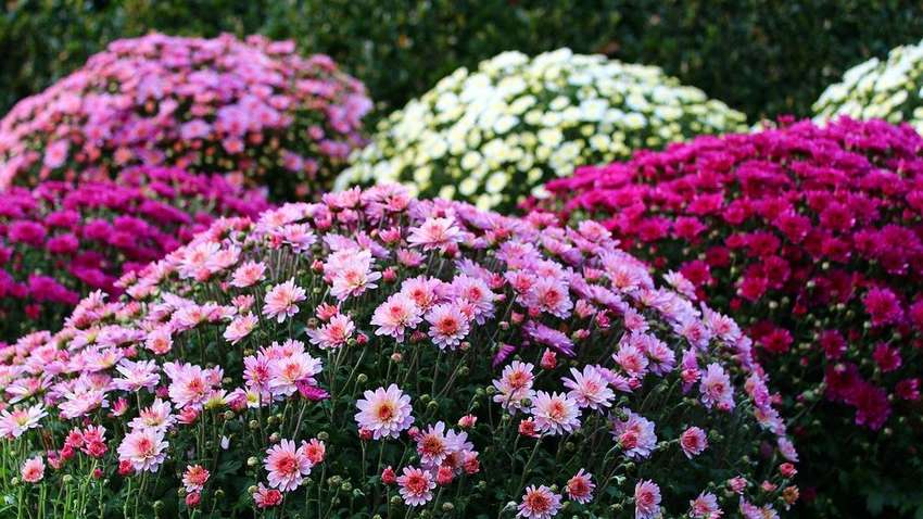 Тендер на сотні тисяч гривень: які квіти купують у Києві під час війни 