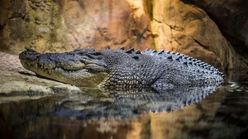 Утягнув під воду прямо з пляжу: в Мексиці на туристку напав крокодил