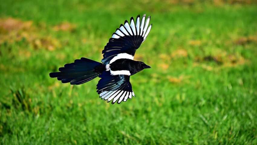 В Австралії  загинула дитина після нападу сороки