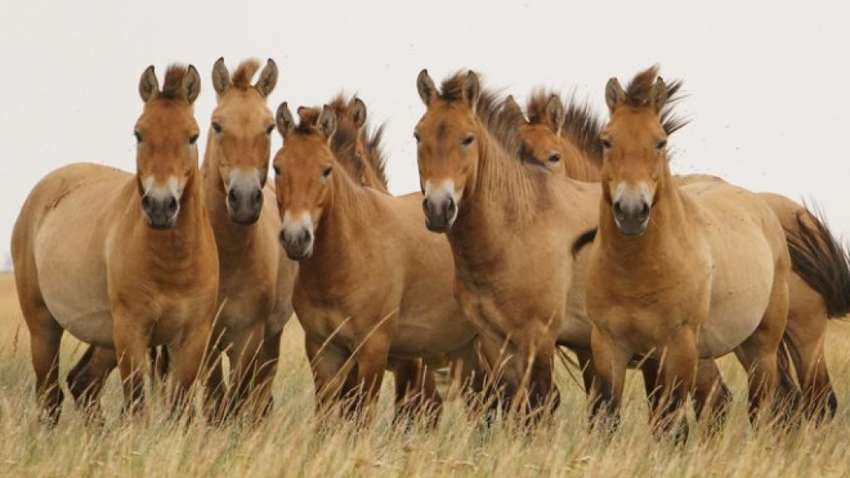 Видеофакт: лошади Пржевальского возвращаются домой в Чернобыль