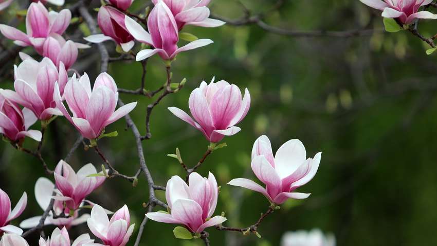 Часть Украины накроют сильные заморозки: синоптик рассказала, где будет холоднее всего Часть Украины накроют сильные заморозки: синоптик рассказала, где будет холоднее всего