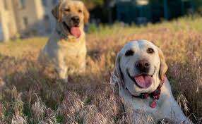 Як розпізнати, що ваша собака вас обожнює: названо 5 важливих ознак