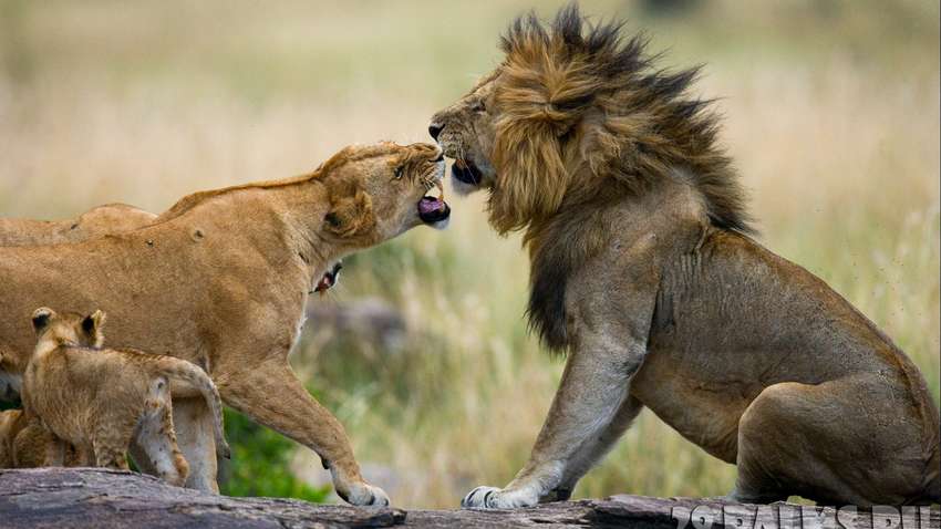 В іспанському зоопарку коронавірус виявили у левів
