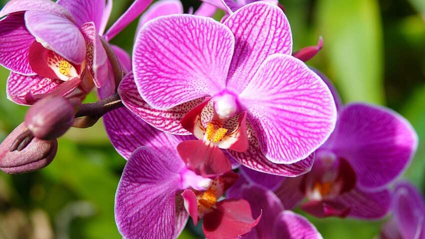 Орхідеї восени вкриються пишними квітами: секрет у простому підживленні Орхідеї восени вкриються пишними квітами: секрет у простому підживленні