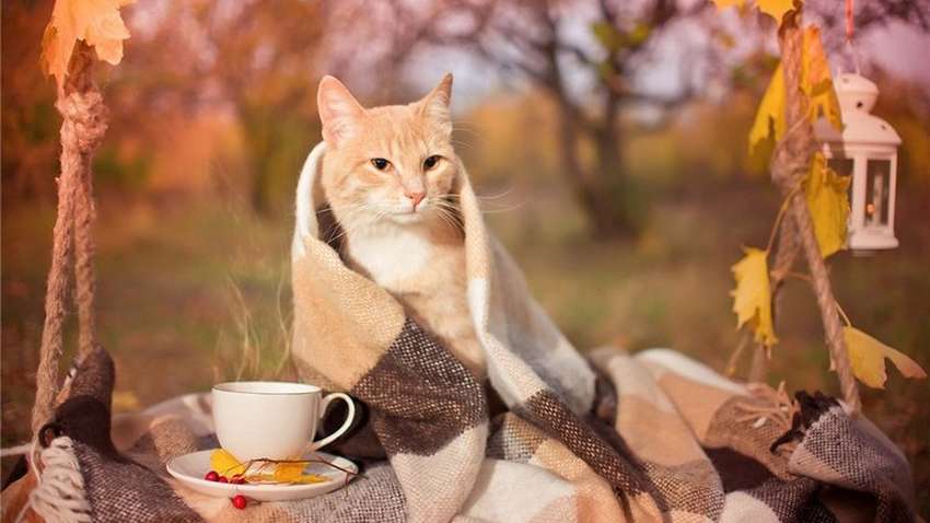 Синоптики повідомили, якою буде погода 10 жовтня