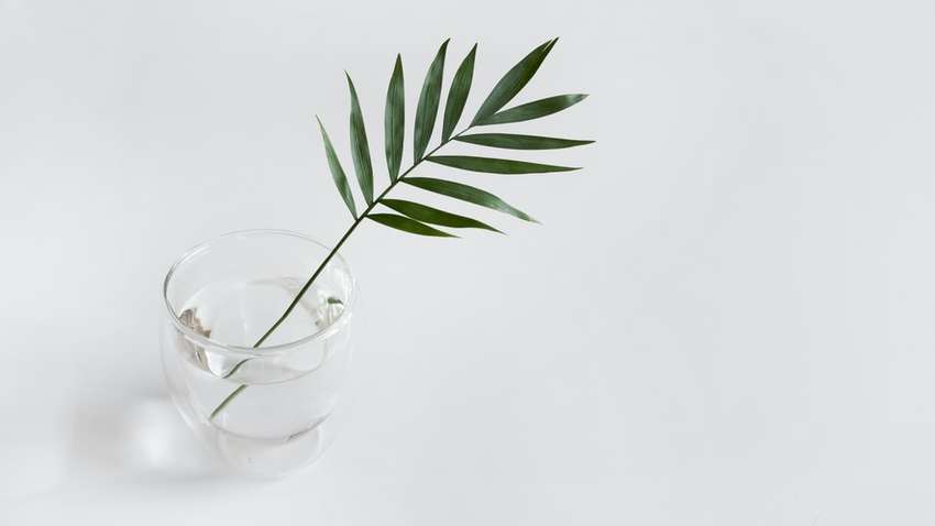 Здоровая кожа и волосы: какие растения должны быть в каждом доме Здоровая кожа и волосы: какие растения должны быть в каждом доме