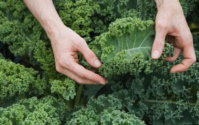 Добавьте в рацион этот овощ, чтобы прожить долгую и здоровую жизнь Добавьте в рацион этот овощ, чтобы прожить долгую и здоровую жизнь