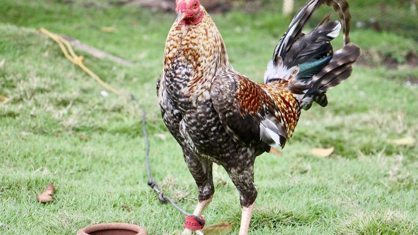 На відомому курортному острові півень вбив людину На відомому курортному острові півень вбив людину