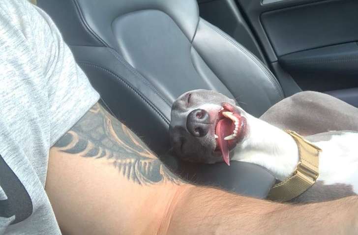 Спят усталые зверушки - фотографии животных, которые заснули в случайных местах Спят усталые зверушки - фотографии животных, которые заснули в случайных местах