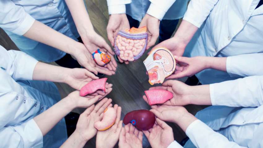 Не серце: названий орган, який визначає термін життя людини