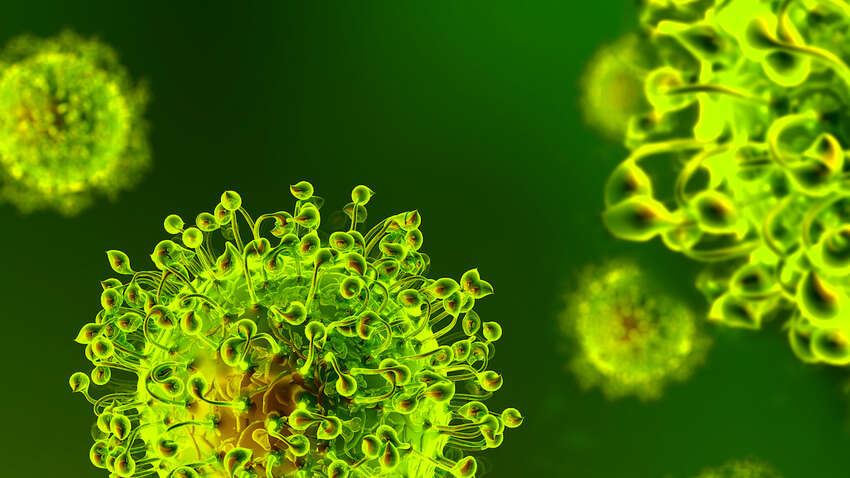 Серед кажанів у Бразилії лютує новий вид коронавірусу: наскільки він небезпечний для людини 